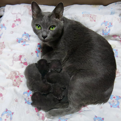 Dixie's kittens at one week